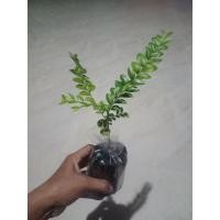 ราคา ต้นล่ำซำเล็ก ชุด10ต้น 280บาท (18883408250)