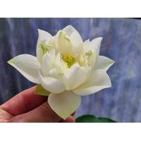 ราคา 5 เมล็ด เมล็ดพันธุ์บัว บัวนอก สายพันธุ์ Bai Feng Guang สีขาว ครีม บัวแคระ Micro Lotus Tea Cup Lotus บัวจักรพรรดิ์ บัวสวมงาม บัวนำเข้า Lotus Seeds (19493532097)