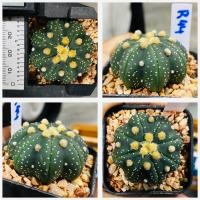 ราคา แอสโตรไฟตัม สตาร์เชฟ ปลาดาว ปลาดาวจีน ยามาโมโตะ Star shape Astrophytum Cactus กระบองเพชร (20956899695)