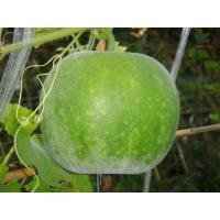 ราคา เมล็ดพันธุ์ ฟักแฟง ผลกลม ฟักหอมกลม ลูกใหญ่ 120 เมล็ด 10 แถม 1 คละได้ (10697278429)