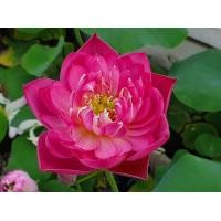 ราคา 5 เมล็ด เมล็ดพันธุ์บัว บัวนอก สายพันธุ์ Mankala Pathum สีชมพู เข้ม บัวแคระ Micro Lotus Tea Cup Lotus บัวจักรพรรดิ์ บัวสวมงาม บัวนำเข้า (19493454400)