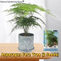 ราคา เมล็ดพันธุ์ หน่อไม้ฝรั่งเฟิร์นต้น บรรจุ 2 เมล็ด Asparagus Fern Tree Plant Seeds for Planting เมล็ดดอกไม้ ต้นไม้มงคล เมล็ดบอนสี บอนสี บอนสีราคาถูก บอนไซ ต้นไม้ ไม้ประดับมงคล เมล็ดพันธุ์ดอกไม้ ต้นบอนไซ 