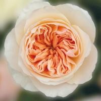ราคา 15 เมล็ด Rose Plant Seeds กุหลาบ ราชินีแห่งดอกไม้ ดอกไม้แห่งความรัก กุหลาบอังกฤษ Patience Rose ดอกกุหลาบเพเทียนซ์ สีส้ม (20591606952)