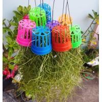 ราคา เคราฤาษี ตระกร้าสี พร้อมลวดแขวน พวงละ 15 บาท ไม้ประดับ ไม้รากอากาศ ดักฝุ่น ม่านบังแดด (12551406873)