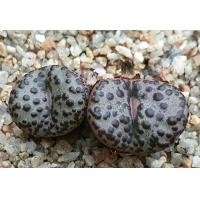 ราคา 20 เมล็ด โคโนไฟตัม กระบองเพชร ไม้อวบน้ำ กุหลาบหิน แคคตัส ไม้หิน Conophytum Cone Plant สายพันธุ์ obcordellum mundum (20557519398)