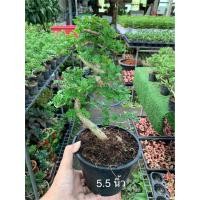ราคา ต้นมะสังบอนไซ ในกระถาง 5 5 นิ้ว ไม้ดัด บอนไซ Feroniella lucida Scheff Swingle เพาะเมล็ดมะสัง บอนไซไม้โตช้า ไม้ยืนต้น ไม้ฟอกอากาศ บอนไซ สำหรับทำไม้ดัดสวยงาม เป็นต้นไม้บอนไซ ที่นิยมสูง นำมาทำไม้ดัด บอนไ