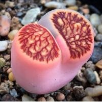ราคา 20 เมล็ด ไลทอป กระบองเพชร ไม้อวบน้ำ กุหลาบหิน แคคตัส สายพันธุ์ Lithops Julii Kikushogiyoku (19904399064)