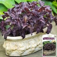 ราคา โหระพา เพอร์เพิล รัฟเฟิล ถูกที่สุด10บ เมล็ดพันธุ์โหระพา เพอร์เพิล รัฟเฟิล20 100เมล็ด ปลูกง่าย ใบม่วงเข้ม หอมอ่อนๆ (19220164785)