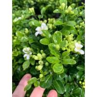 ราคา ต้นแก้วแคระ แก้วมหามงคล แก้วแคระ กระถาง 10 นิ้ว พุ่มสวย ดอกสีขาวจิ๋ว มีกลิ่นหอม แก้วมงคล เป็นไม้ประดับมงคล ความเชื่อดั้งเดิมของเจ้าต้นแก้วแคระที่ว่านี้คือช่วยเสริมดวงโชคลาภ (14616531984)