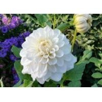 ราคา 1 เหง้า ชุุด รักเร่ Dahlia Bulb สายพันธุ์ Sterling Silver หัวรักเร่ ดอกไม้ หัวหน่อ เหง้า นำเข้า เนเธอร์แลน หัวสดใหม่ (4688380317)