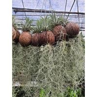 ราคา Tillandsia usneoides เคราฤษี ลูกตีนเป็ด สัปรดสี สัปปะรดสี ใส่ลูกตีนเป็ด ใส่เคราฤาษี 1มั (17675515139)