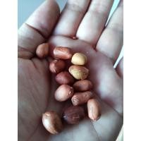 ราคา ถั่วคั่วทราย บ้านสองคอน อ นาแก ขนาด 1 กก (18450572270)