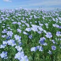 ราคา เมล็ดดอกลินิน บรรจุซองละ200เมล็ด Linaceae (10570303282)