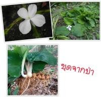 ราคา 1 เหง้า ว่านนกคุ้ม เปราะป่า คุ้มกันภัยอันตรายต่าง ๆ ได้ (21222347619)