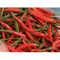 ราคา พริกจินดาแดง พริกฮอท จากบ้านสวน แบบสดใช้ทำอาหาร กก ละ 250 บาท ครึ่ง กก 130 บาท (7039272977)
