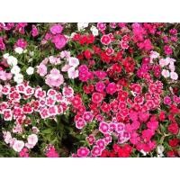 ราคา เมล็ดพันธุ์ดอกผีเสื้อคละสี บรรจุซองละ150เมล็ด (10964733729)