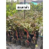 ราคา ต้นสะเดาดำ สะเดาดำ ต้นพันธุ์ทาบกิ่งสูง 60 ซม ยอดอ่อนดอกอ่อนกินได้ ไม้กินใบ รสชาติขมปนมันอร่อยเหมือนกับสะเดาเขียวทุกอย่าง (17676259757)