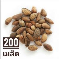ราคา ล็อตใหม่ เมล็ดสนดำญี่ปุ่น Blackpine Seed ต้นสนดำ เมล็ดสนดำ สนดำญี่ปุ่น เมเปิ้ล บอนไซ hb101 (15060249171)