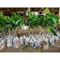 ราคา ขายดีอันดับ1 2ต้น มะปรางมะยงชิด พร้อมส่ง มะยงชิดทูลเกล้า ต้นเสียบยอด ให้ผลเท่าไข่ไก่ กรอบ อร่อย ส่งทั่วไทย ต้นไม้ ฟอก อากาศ กระถาง ต้นไม้ ไม้ ประดับ ต้นไม้ ปลูก ใน บ้าน (13081400813)