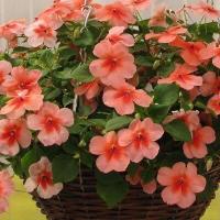 ราคา 20 เมล็ด ดอกแพงพวย แพงพวยฝรั่ง เมล็ดดอกไม้ Vinca Periwinkle Seeds สายพันธุ์ Orange Vinca (21275470043)
