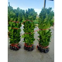 ราคา ขายกิ่งพันธุ์มะนาวแป้นสุขประเสริฐกิ่งละ 78 บาท กลิ่นหอม น้ำดีมาก (11299481938)