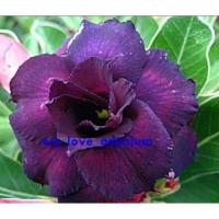 ราคา เมล็ด ชวนชม สาย เมล็ด ชวนชม ฮอลแลนด์ดอกชั้นเดียวสีม่วง Obesum PurpleColor Seeds 10 เมล็ด (14078563556)