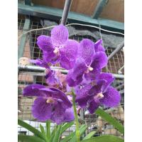 ราคา กล้วยไม้แวนด้า ดอกสีม่วง ดอกใหญ่ ฟอร์มสวย ส่งพร้อมกระถางชำ3นิ้ว (17668060046)