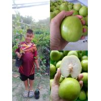 ราคา ต้นพุทรานมสดแบบเสียบยอดลำต้นสูง 75 85 ซมรสชาติหวานกรอบอร่อย ลูกใหญ่มีกลิ่นคล้ายๆนมสด (16918765708)