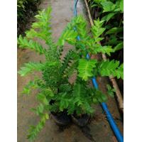 ราคา ต้นเมตตามหานิยม (14813842259)