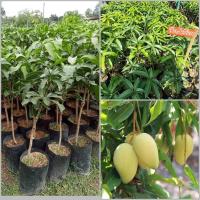 ราคา ต้นมะม่วงน้ำดอกไม้สีทอง เสียบยอด ผลสุกจะมีสีเหลืองทอง (11237827373)