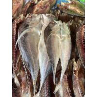 ราคา ปลาหางแข็ง แดดเดียว ปลาแดดเดียว ปลาแห้งหางแข็ง สดๆจากประมงปัตตานี (19568446190)