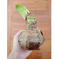 ราคา ว่านสี่ทิศ สี่ทิศคาริน่า 2ขนาดให้เลือก ว่านสี่ทิศฮอลแลนด์ ไม้หัว ไม้มงคล ว่าน ว่านสี่ทิศคาริน่า (18805246525)