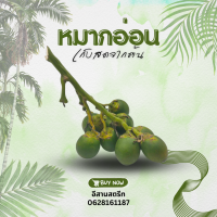 ราคา หมากอ่อน หมากเคี้ยว เก็บสดจากต้น ขนาด 350 กรัม (19480326332)