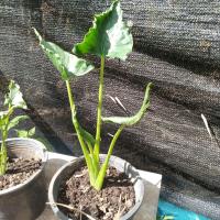 ราคา ต้นไม้มงคล Alocasia ต้นห่อเงินห่อทอง นางกวัก ห่อเงินห่อทอง (21294958997)