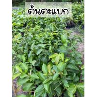 ราคา ต้นตะแบก ไม้มงคล ดอกสีม่วงอมชมพู (17000691380)