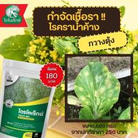 ราคา กำจัดเชื้อรา สาเหตุของโรคราน้ำค้าง ใน กวางตุ้ง ไตรโคเดอร์มา ไตรโคเร็กซ์ ปลอดภัยต่อคนและสัตว์เลี้ยง (17362015154)