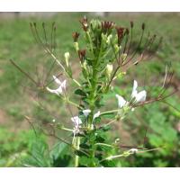 ราคา เมล็ดพันธุ์ ผักเสี้ยน ผักเสี้ยนดอง ซองละ 25 บาท เมล็ดจากบ้านสวน ปลูกต่อได้ (7624793335)