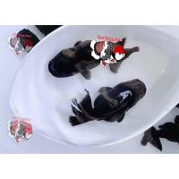 ราคา Goldfish11 สิงห์ดำตามิด ไซร้ขุน 1 5 2นิ้ว เลี้ยงง่าย โตไว มีประกันสินค้าคะ (20912285353)