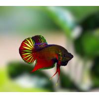 ราคา ปลากัดป่าแก้มแดงภาคเหนือ เพศผู้ พร้อมส่ง (19090125992)