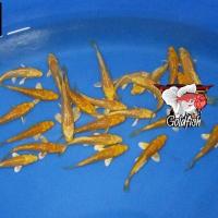 ราคา อาหารปลา ปลาคราฟสีทอง ไซร้ 2นิ้ว มีประกันสินค้าคะ (20912406799)