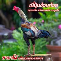 ราคา ไข่เชื้อไก่ชน เจ้ายามาโต้ ญี่ปุ่นง่อนก๋อยสีพม่า ทับกับแม่ก๋อยร้อยกัดจัด ลูกช้างมนตราและสายสามเอี่ยว ไข่เก็บใหม่ทุกวัน (21217830083)