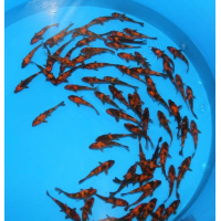 ราคา อาหารปลา ปลา ปลาคราฟ คราฟลูกนอก สีอุทสึริโมโน หายาก ไซร้2 5 3นิ้ว มีประกันสินค้าคะ (20481033833)