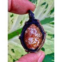 ราคา เบี้ยแก้ หลวงพ่อพัฒน์ วัดห้วยด้วน จังหวัดนครสวรรค์ หลังฝังตะกรุด ผ่านพิธีพุทธาพิเษก (21123430558)