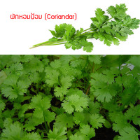 ราคา เมล็ดพันธุ์ ผักหอมป้อม Coriandar 1300 เมล็ด ปลูกง่าย ปลูกได้ทั่วไทย (1709786065)