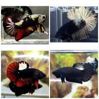 ราคา ปลากัดแบล็คคอปเปอร์hmpk (17458211506)