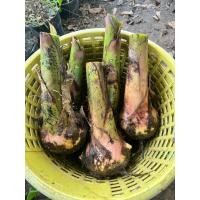 ราคา หน่อกล้วยหอมทองปทุม 5 หน่อ ทดลองปลูก (14515398866)