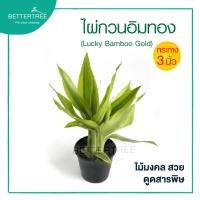 ราคา ไผ่กวนอิมทอง กระถาง 3 นิ้ว ไม้ฟอกอากาศ ต้นไม้ ต้นไม้ร่ม ต้นไม้มงคล ต้นไม้เล็กๆ ต้นไม้ประดับห้อง กวนอิม (7206346571)