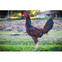 ราคา ไข่ไก่ชนเยียร้อย100 (20250599117)