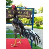 ราคา ไข่เชื้อ ไก่ชนเหล่าป่าก๋อยพัฒนา ก๋อย75 ตราดง่อน 25 (18075736201)