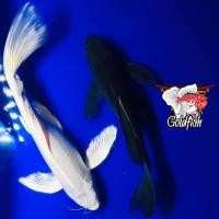 ราคา อาหารปลา ปลาคราฟ คราฟจักรพรรดิ์ลูกนอก Butterfly แพลตตินัม ดำ เกรดเอ ไซร้5นิ้ว มีประกันสินค้าคะ (20481186036)